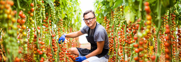 Medewerker Tomaten