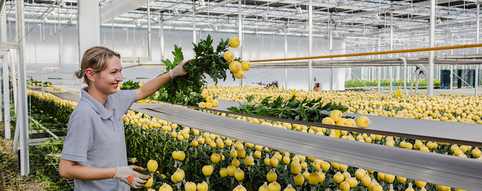 Medewerker Chrysanten