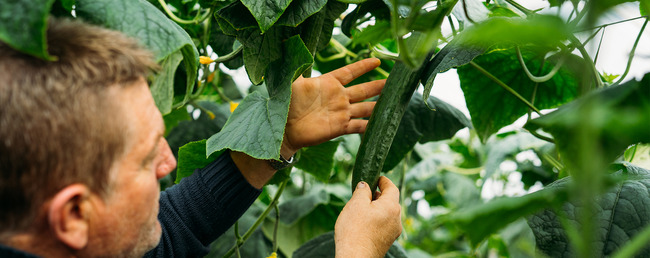 Cucumbers Employee