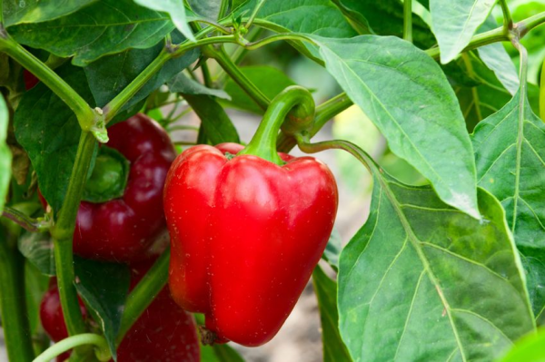 Lucrător Paprika´s